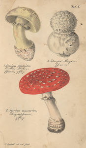 lenz1