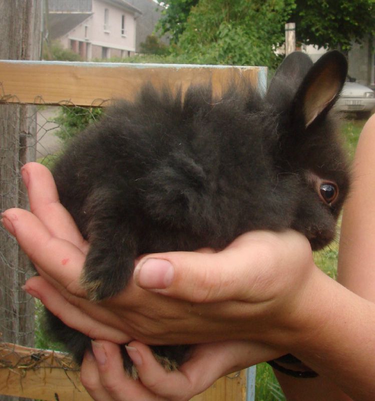 lapin 1