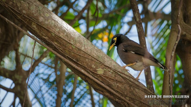 Martin triste (Acridotheres tristis) - Île Maurice