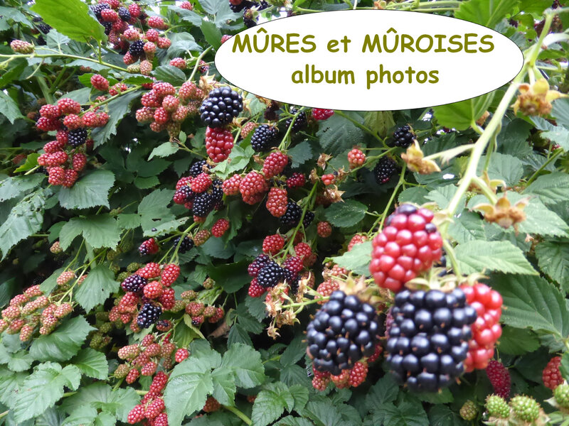 mûres et mûroises-album photoq