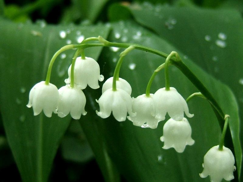 muguet