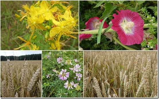 vignes 29 juin 20231