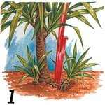 Yucca_division