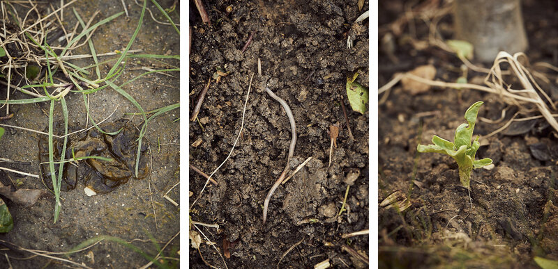 Un champignon / Une ver de terre / Une pousse de fève