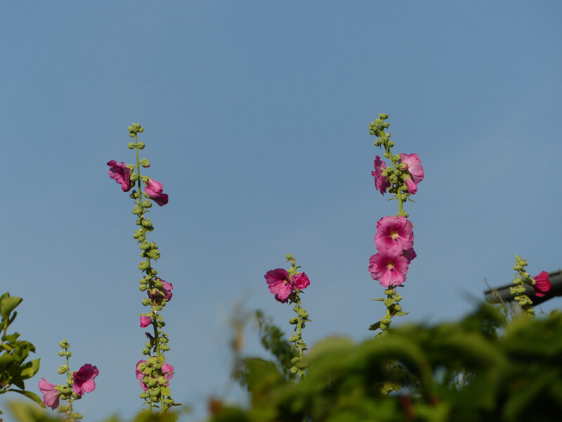 P1440562