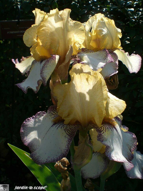 Iris