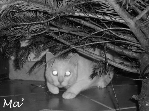 18-131208_sous_sapin