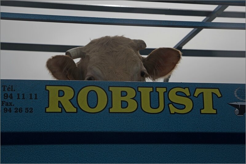MS betaillere Robust 300314