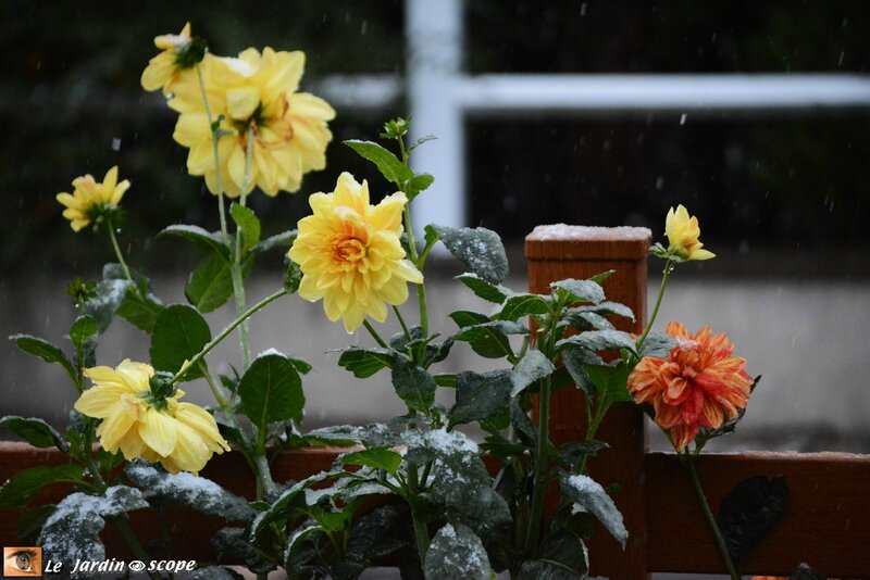Neige début novembre 4