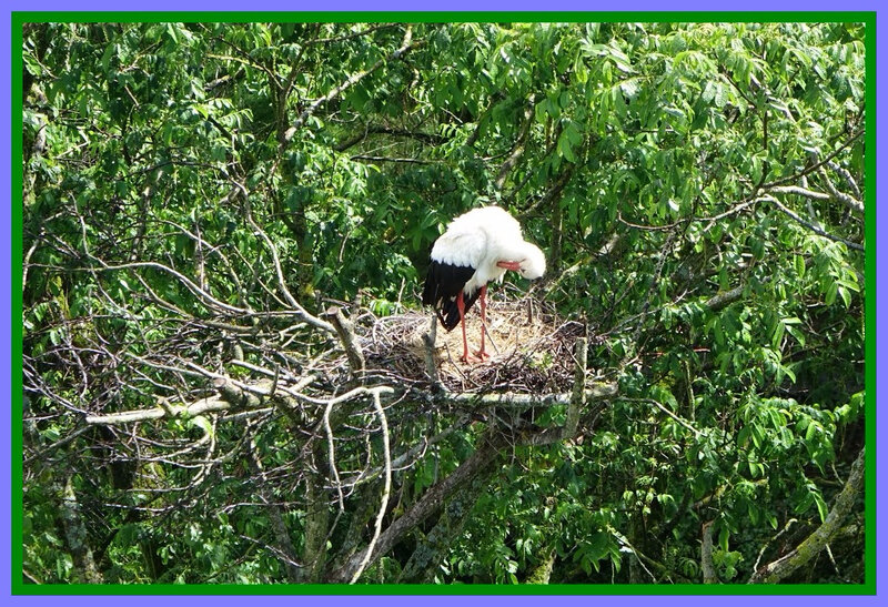 Parc Oiseaux4