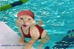 chat_humou_drole_piscine_1_