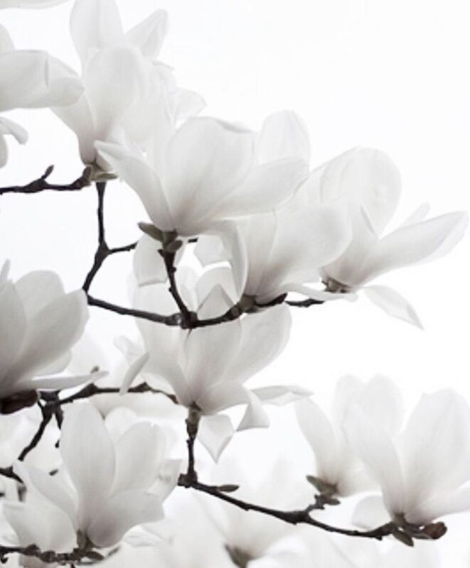 f0a83eb702812e16b7d573288b6cb57c--magnolia-trees-magnolia-flower