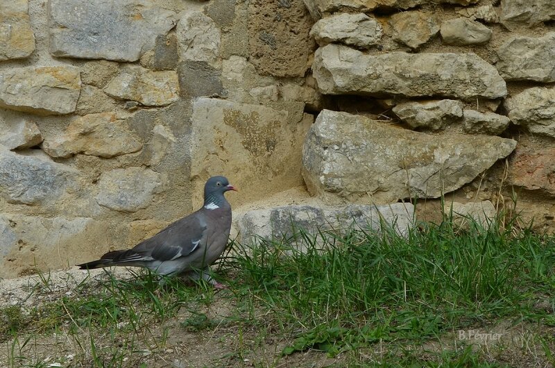 Pigeon ramier (columba palumbus) - common wood pigeon