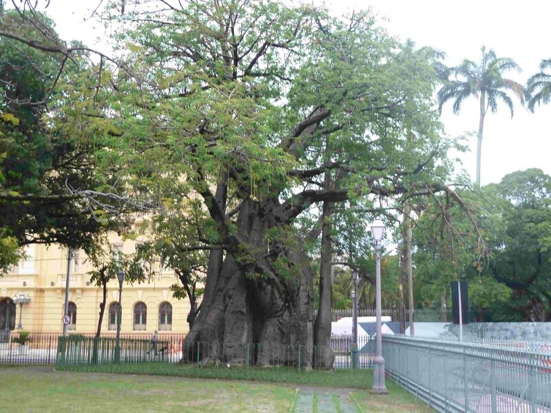 1-l'arbre du Baoba
