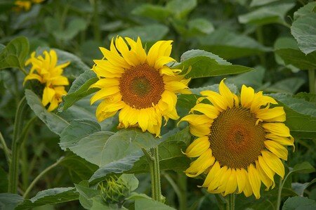 tournesols