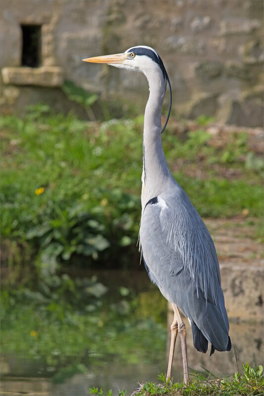 ville oiseau héron profil G 230418