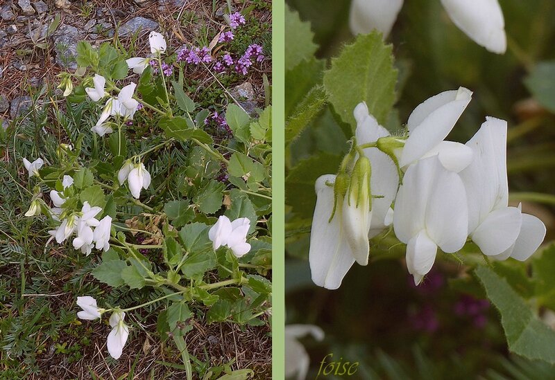 fleurs exceptionnellement blanches