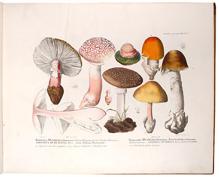 Krombholz_Julius_Vincenz_von_2