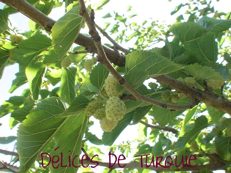 Mûres blanches - Dut