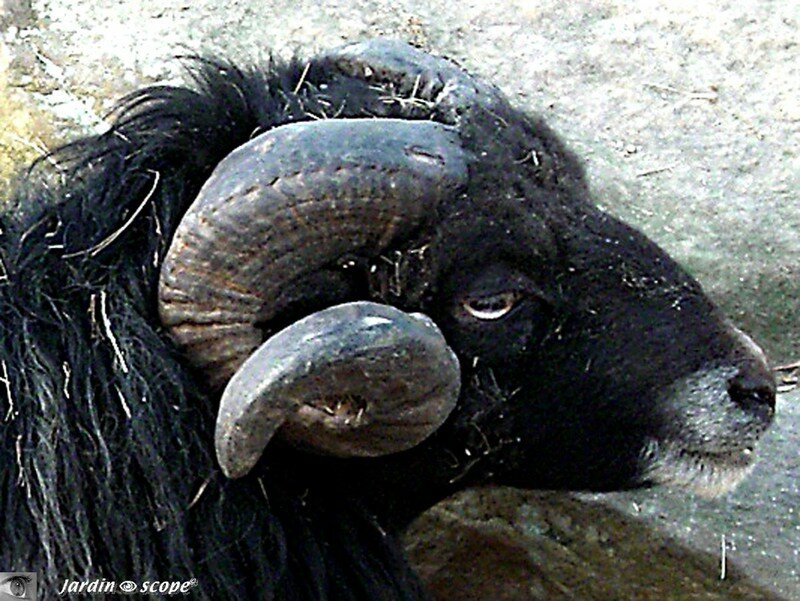 Mouton d'Ouessant