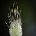 Macro photographie du mois de mai