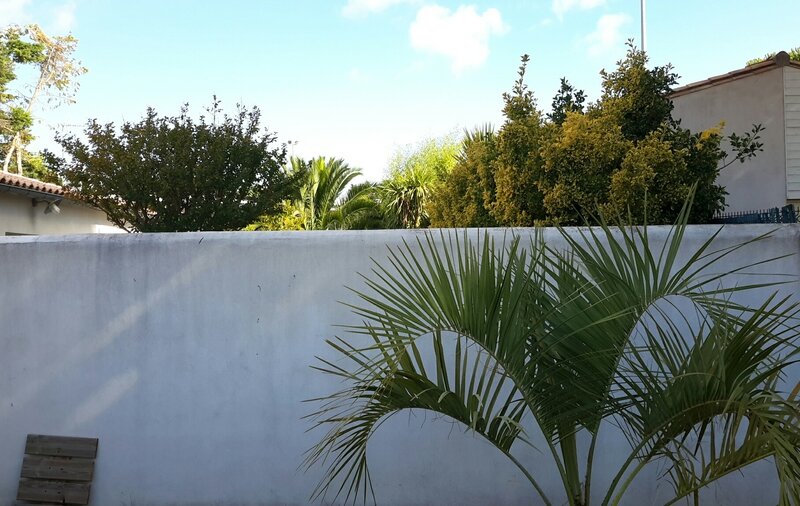 Le palmier contre le mur des voisins st Martin en ré 