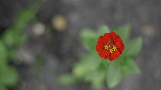 22_zinnia