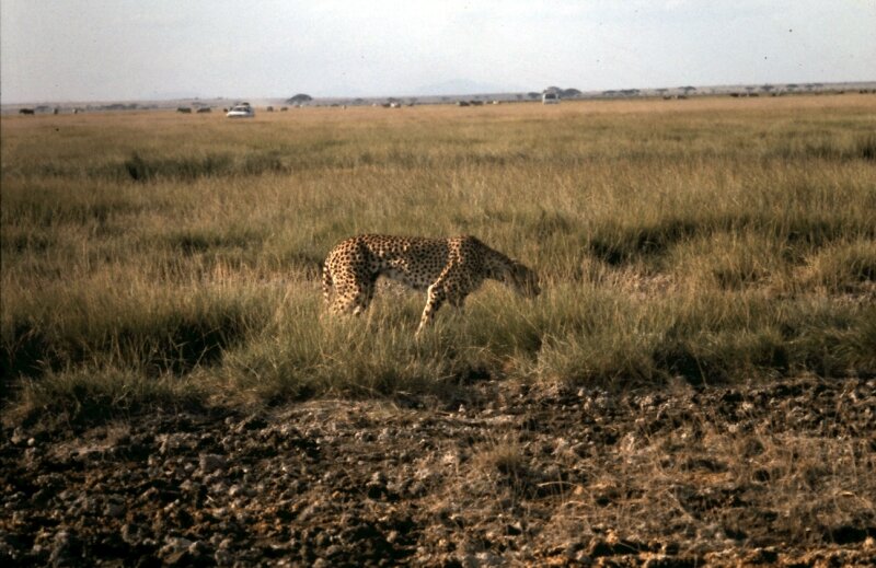 amboseli guepard h