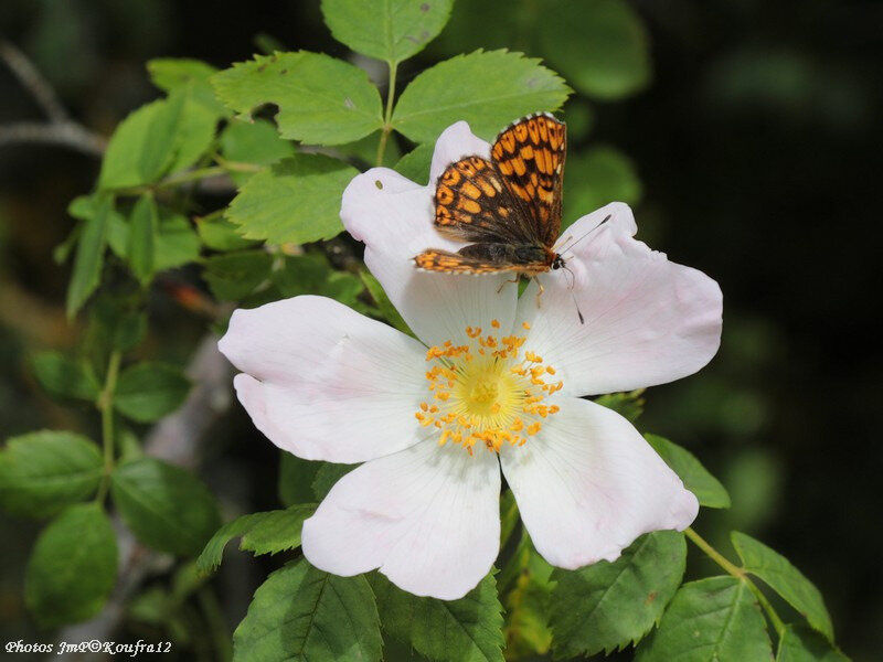 Photos JMP©Koufra 12 - Le Caylar - Fleur - 06062018 - 018