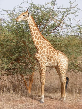 Girafe_femelle