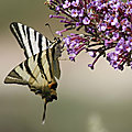 Le battement d'ailes du papillon