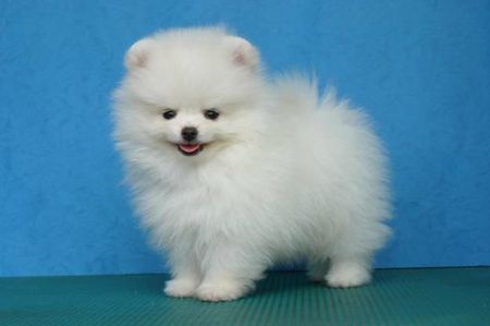 1268742410_80979945_1-Pictures-of--Registered-Purebred-Parti-Pomeranian-Puppies