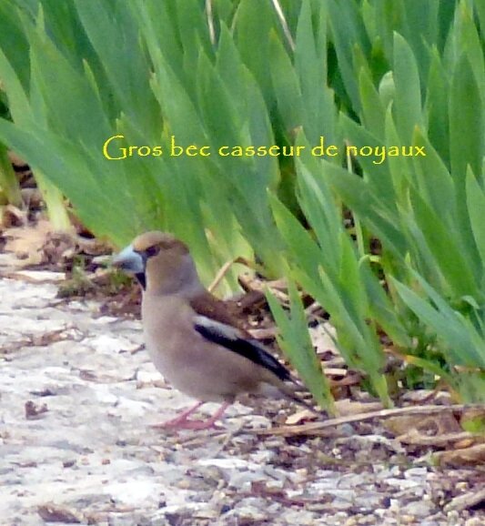 gros_bec