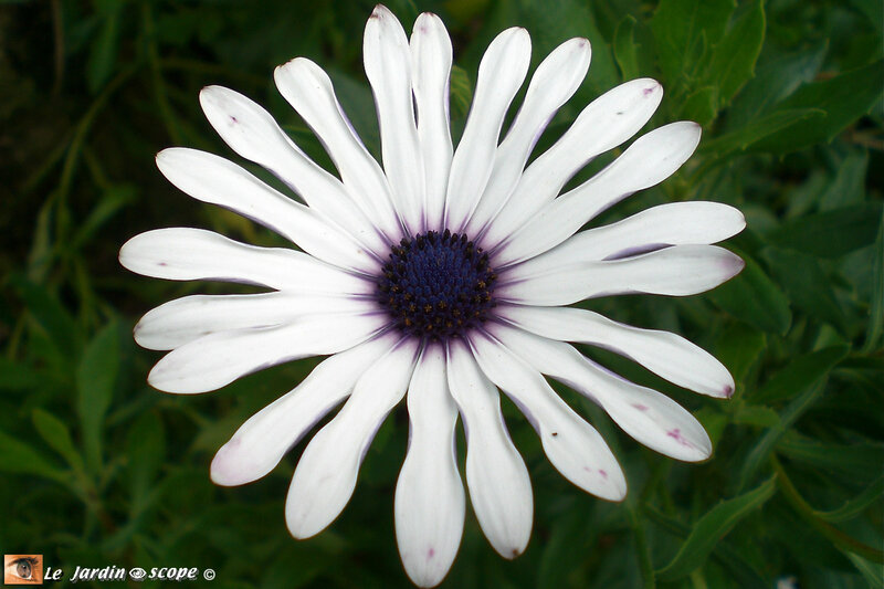 Osteospermum White-Purple-Eye