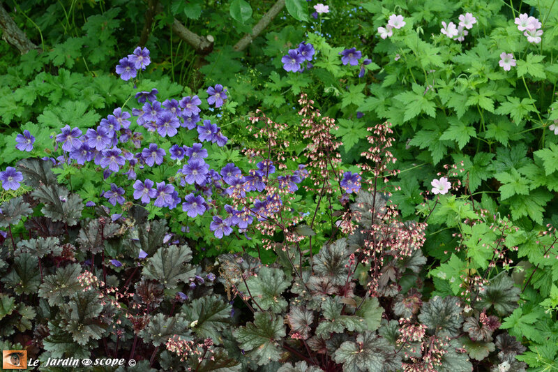 Heuchere feuillage poupre et geranium
