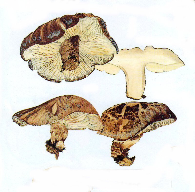Lentinula edodes IH1 pl 2 Pleurotaceae