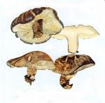 Lentinula edodes IH1 pl 2 Pleurotaceae
