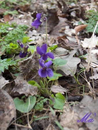 violette_100321