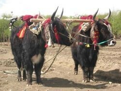 250px_In_Tibet_2C_yaks_are_decorated_and_honored_by_the_families_they_are_part_of