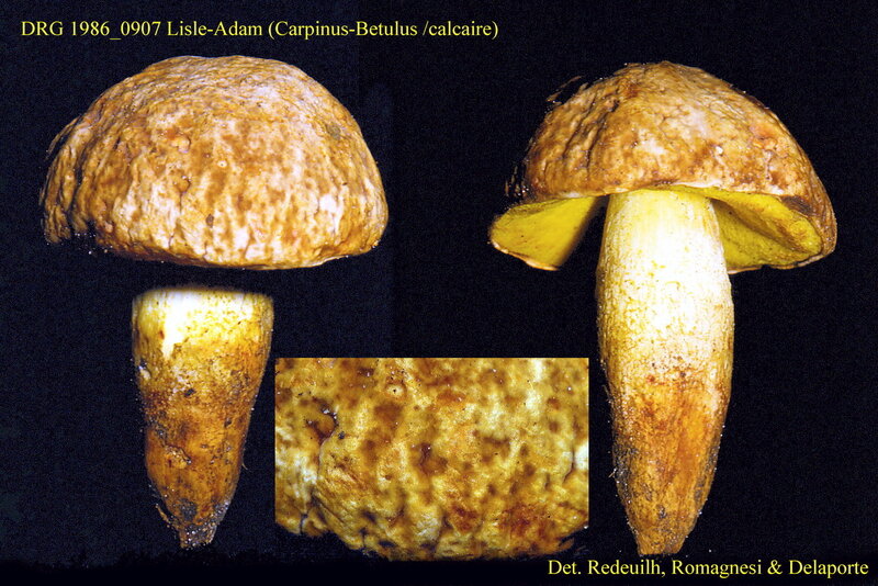 Boletus_depilatus_1986_0907_mont