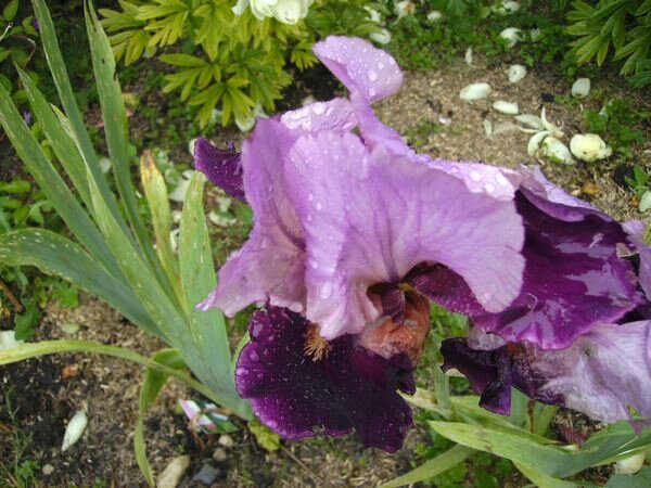 iris pourpre