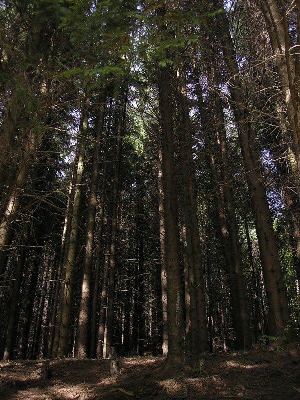 Forest near Brasov