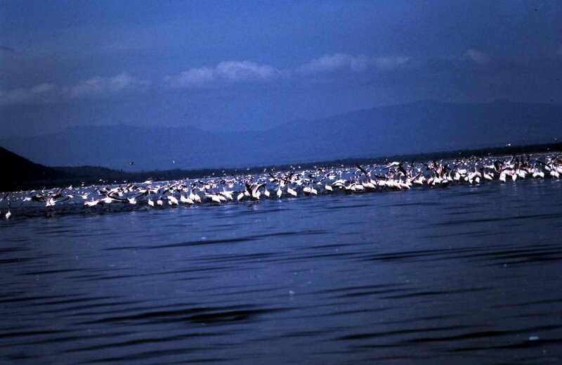 nakuru flamand f