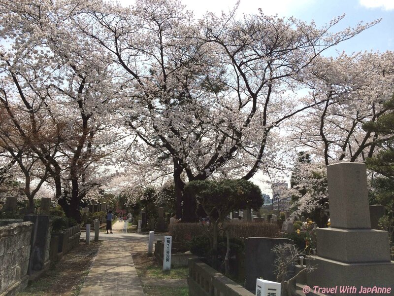Sakura12 Travel With JapAnne 2014