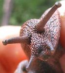 snail-hd