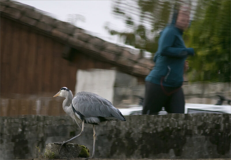 oiseau héron reflet avec joggueuse 180 2 071019