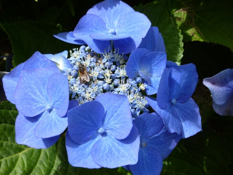 Gros plan sur l'hortensia
