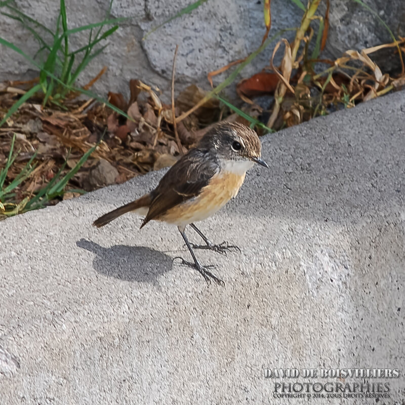 Tarier de la Réunion (Saxicola tectes) ou Tec-Tec