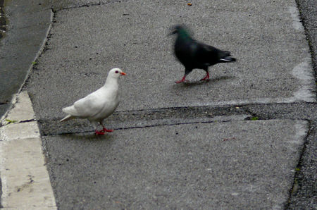 Pigeon_sur_rue