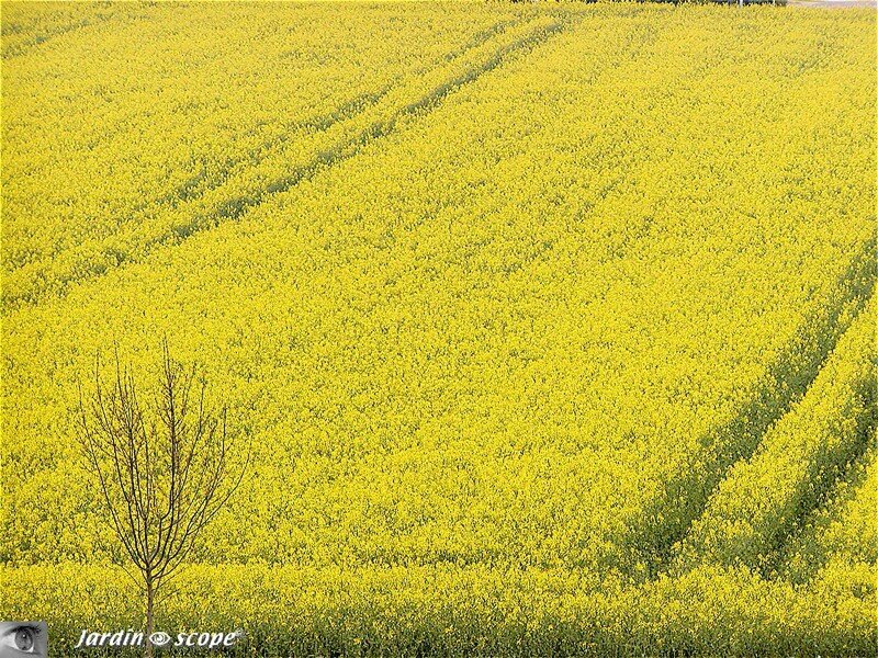 Champ de Colza